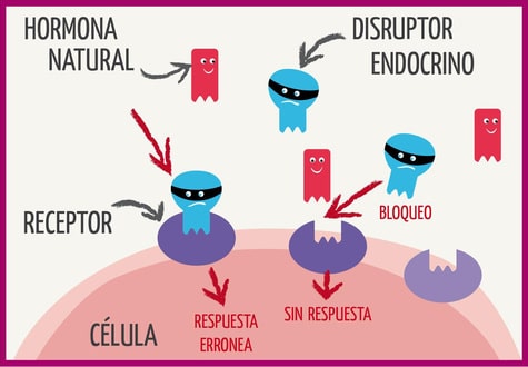 endocrine disruptor